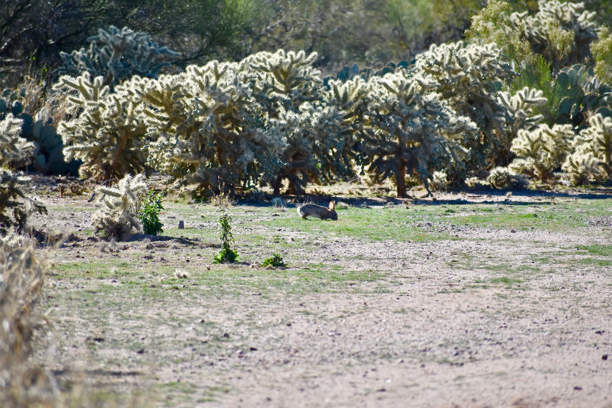 Rabit in Tucson desert